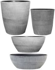 Ebony Grey SmallLarge Plant