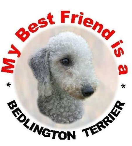 Bedlington terrier car - bedlington,