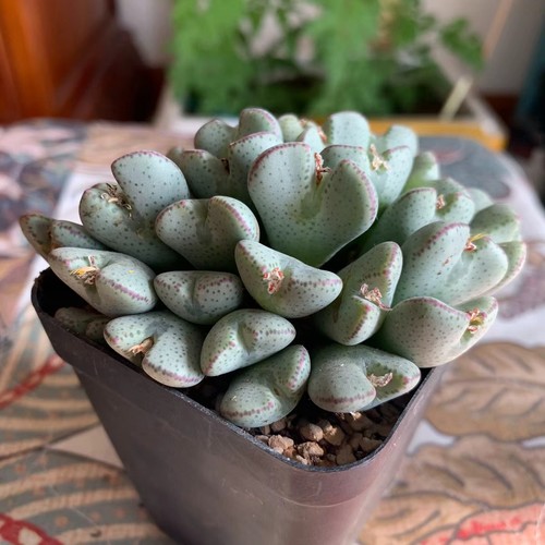 Conophytum bilobum succulent - conophytum,