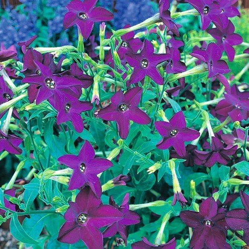 Thompson morgan nicotiana - morgan,