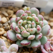 Echeveria Pearl Vine 4cm Plant