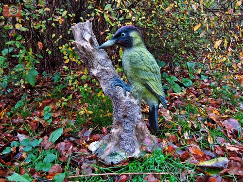 Green woodpecker vivid arts - vivid,