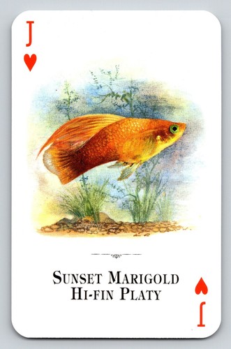 Swap card sunset marigold - swap,