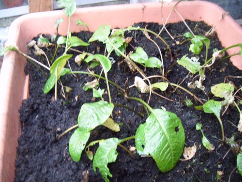 Horseradish roots thongs - horseradish,