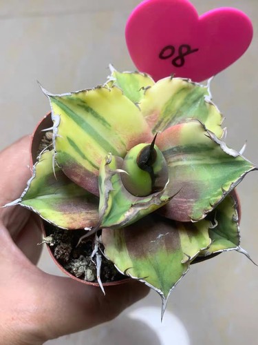 Rare live house - live, plant