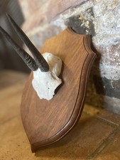 Taxidermy Deer Duiker Horns Skull Mounted To Quality Wooden Frame 