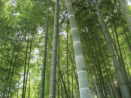 Giant moose bamboo - moose,