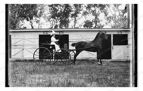 Horse show sulky standard - horse,