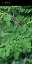 MORINGA OLEIFERA VERY LARGE