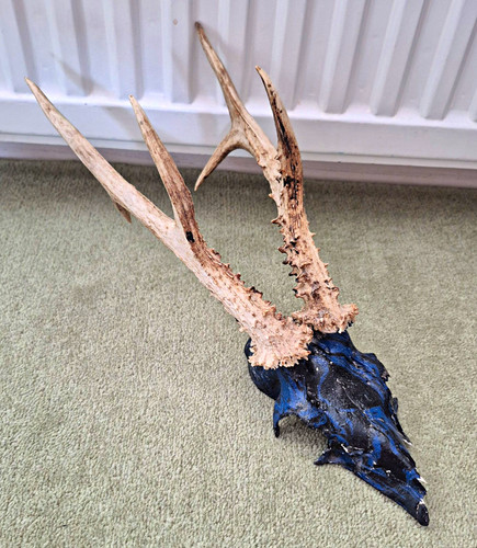 Painted roe deer - deer, with