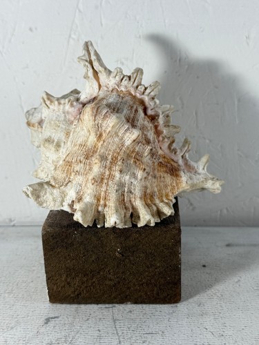Large 10cm 11cm - murex, ramose