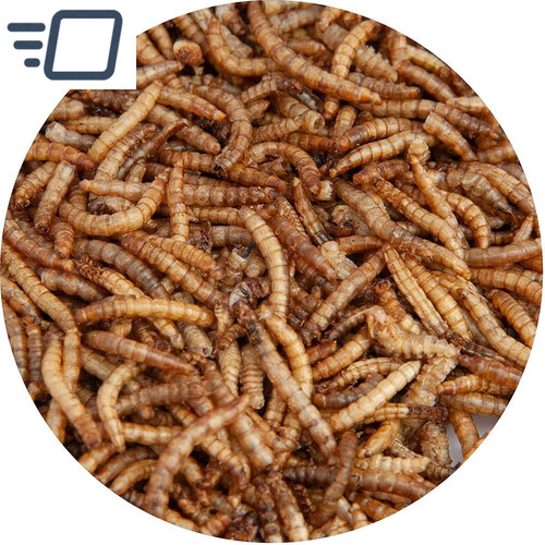 Walter meal worms - walter’s,