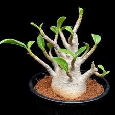 Large adenium ansu baobab - ansu,