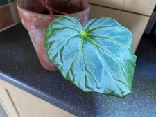 Begonia pavonina - blue peacock form! Well rooted cutting
