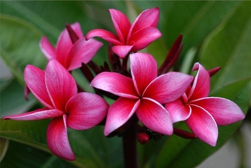 Plumeria rubra kimi moragne - kimi,