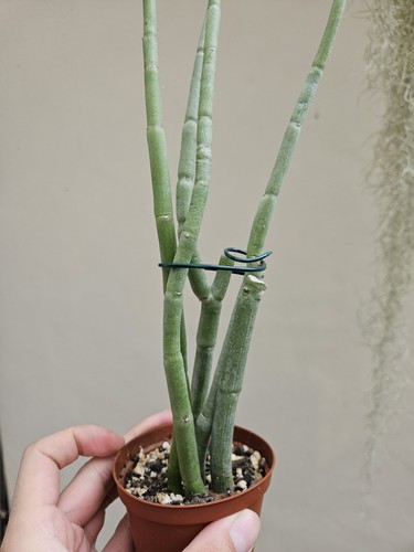 Ceropegia dichotoma - ,