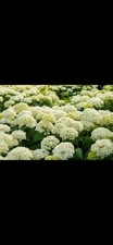 Hydrangea annabelle 9cm pots - hydrangea,