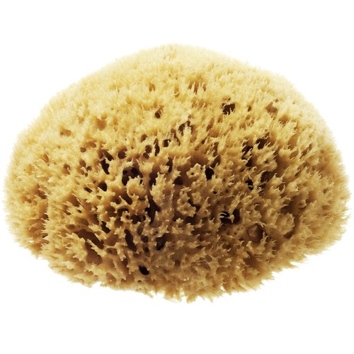 Premium natural sea sponge - natural,