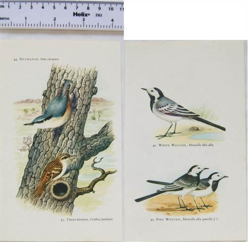 Coloured illustration