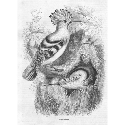 Birds hoopoes antique print - hoopoes,