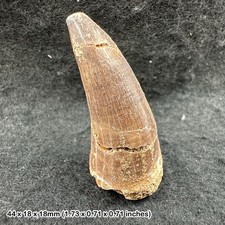 Genuine mosasaur tooth - , fossil