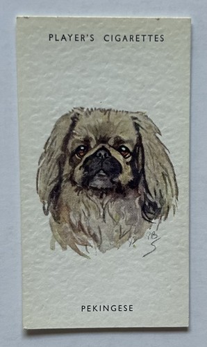 Player dogs heads - dogs’,