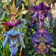 100Pcs Seeds Cute Monkey Face