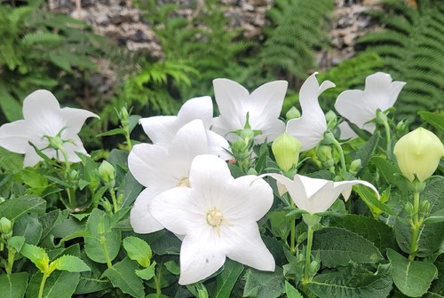 Platycodon grandiflorus white - platycodon,