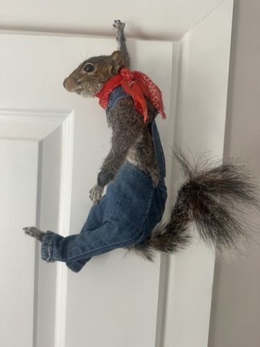 Taxidermy hanging squirrel - hanging,