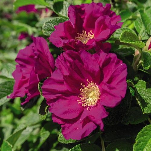 Red japanese rose rugosa - red,