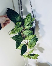 Hoya Callistophylla Potted