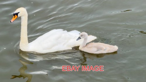 Photo swan cygnet river - ,