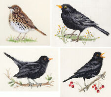 BLACKBIRD, THRUSH Birds