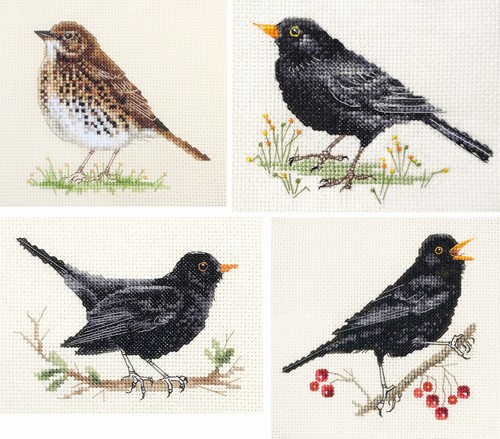 Blackbird thrush birds - thrush,
