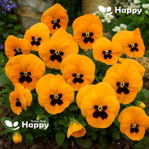 Flower pansy swiss giant - pansy,