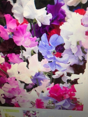 Sweet pea seeds highly - sweet, seeds,,,,,