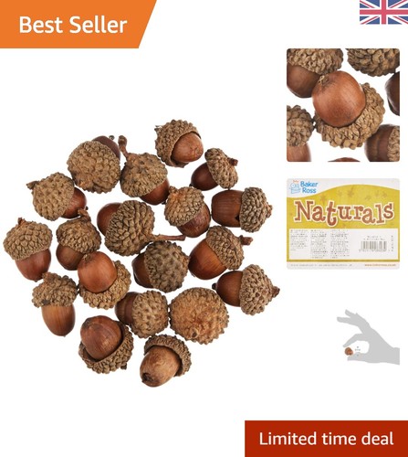 Natural acorns value pack 50 - acorns,