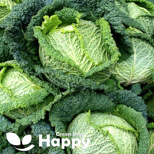 Vegetable savoy cabbage - savoy, seeds
