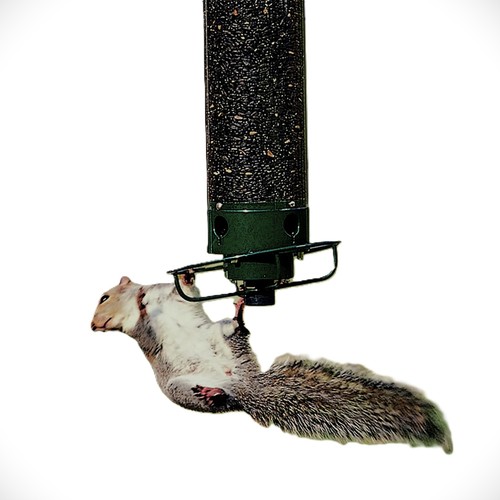 Squirrel proof bird feeder - proof,