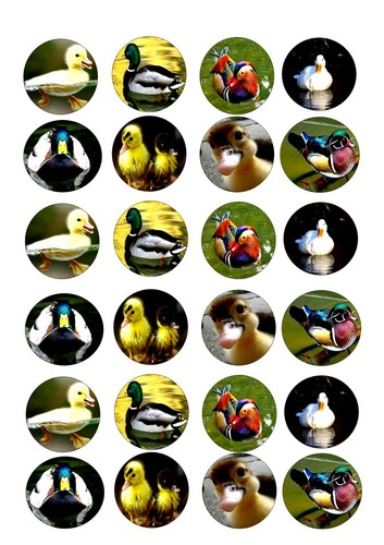 Duck ducks cupcake topper - duck,