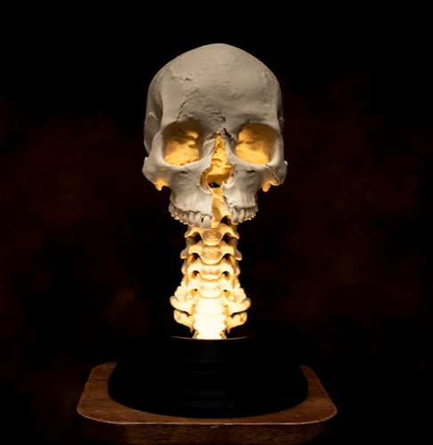 Life size human skull led - life,
