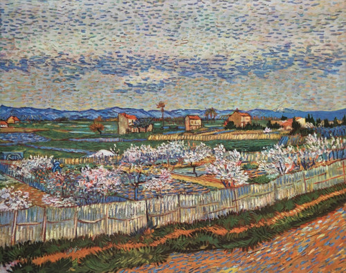 Peach trees blossom near - peach-trees, in