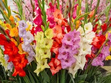 Gladiolus mixed summer - gladiolus,