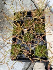 Drosera Binata “Marston