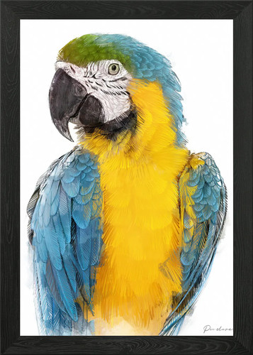 Blue and gold macaw portrait - blue,