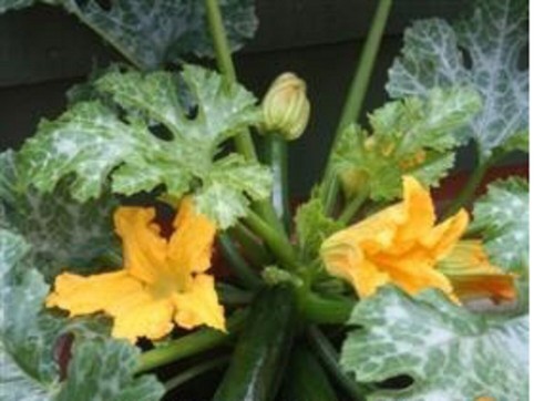 Courgette mini plug - ,