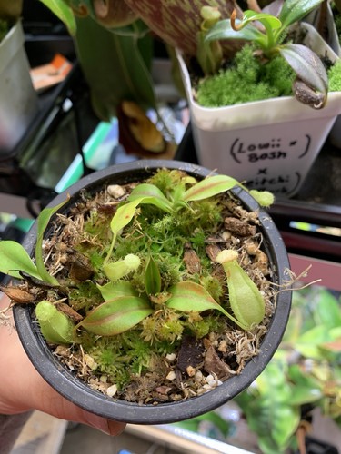 Nepenthes merrilliana x - ,