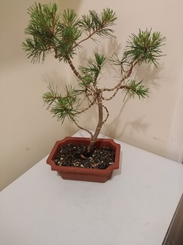 Scots pine bonsai - bonsai, tree