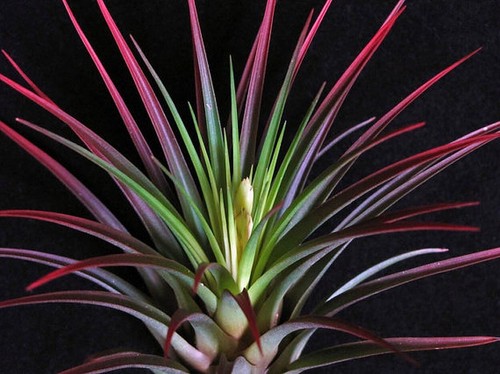Tillandsia airplant tricolor - tillandsia,