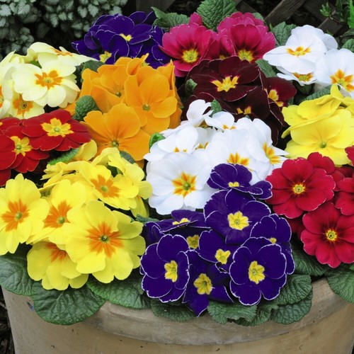 Primrose plugs flowering - primrose,